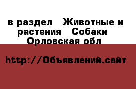 в раздел : Животные и растения » Собаки . Орловская обл.
